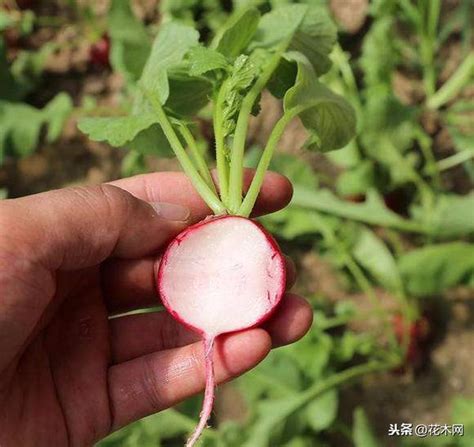 好種的蔬菜水果|想在家種菜？蔬菜瓜果挑這 4 款最好種